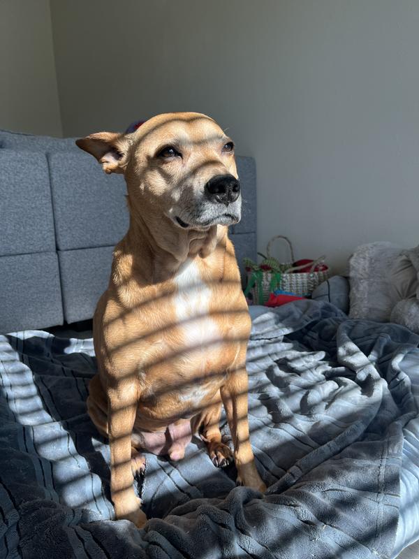 Coat looks great and he smells nice