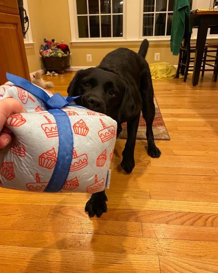 ID: Black Lab playing tug-of-war with a blue present-shaped dog toy