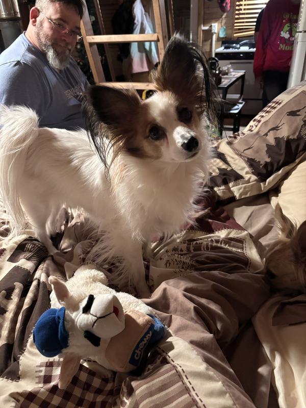 Lily and her chewy lamby