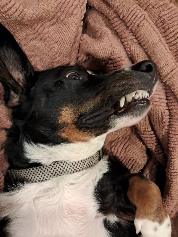 Ranger was smiling after eating his Purina One food!