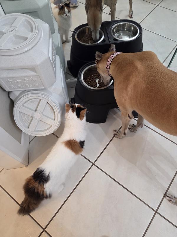 My cat wants to try it