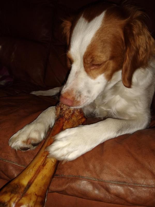 BONES & CHEWS Made in USA Beef Foreshank Bone Dog Treat, 2 count