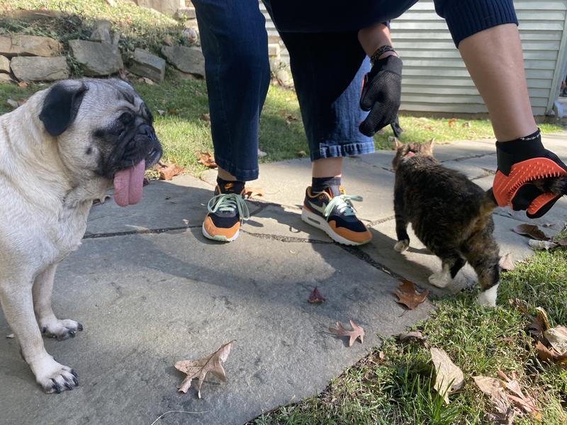 Beijing my cat getting her tail deshed. She loved it!