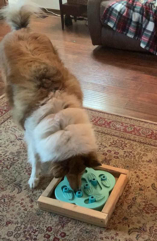 Dakota found all the treats