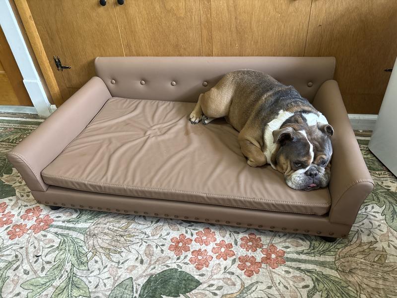 53lb English Bulldog