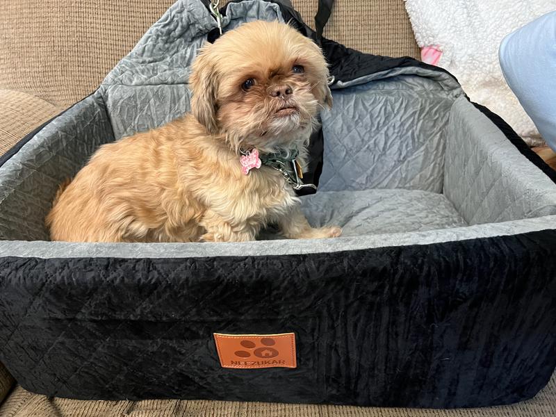 A small dog of about 16lbs sits in the seat.