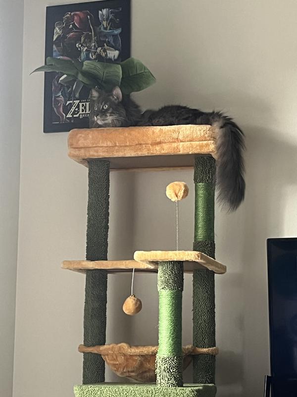 Wyland enjoying his cat tree!