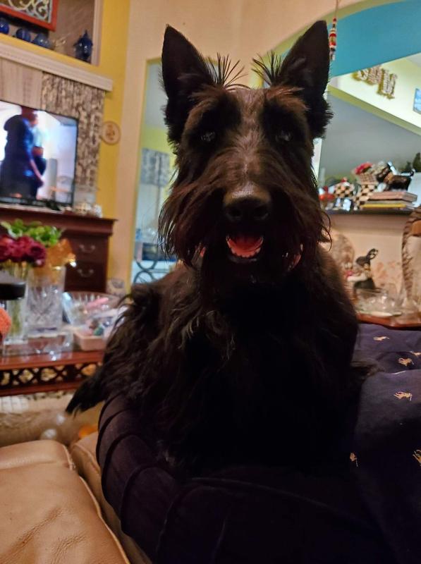 Bunny MacDougal