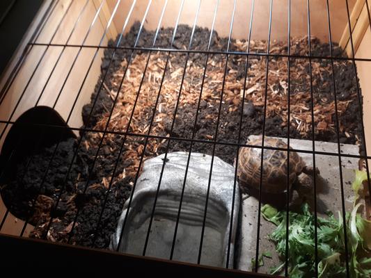 Enjoying greens in his new home.