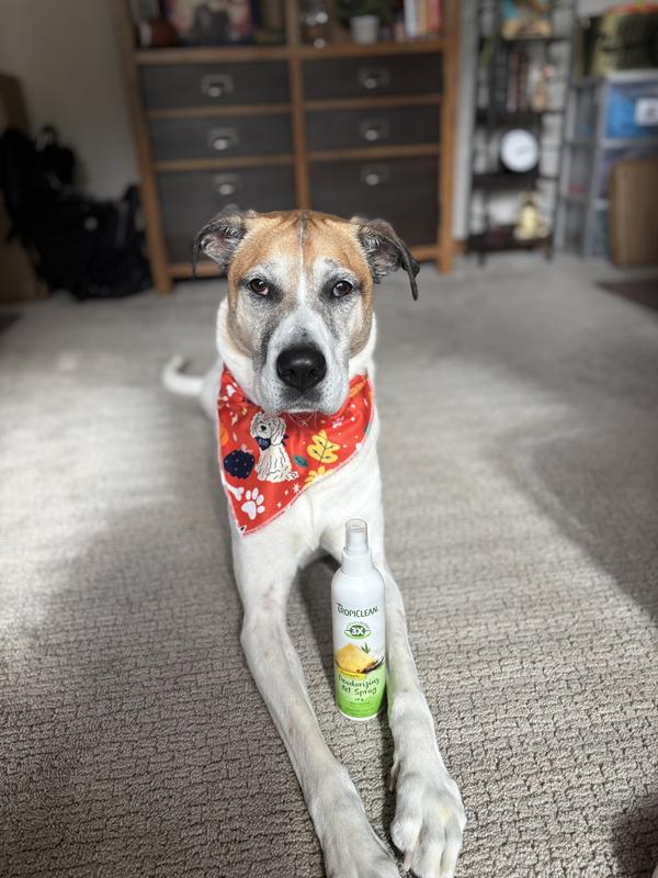 Jackson after getting a spritz!