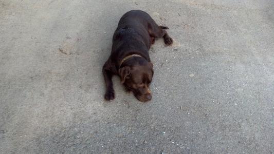 bruno after his exercise