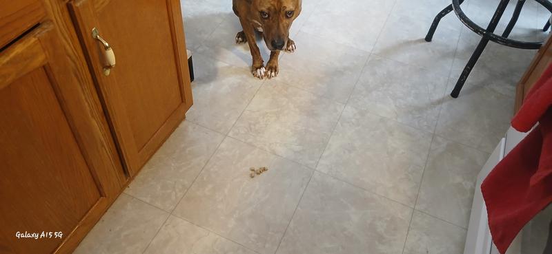 Now he is looking at me, telling me to hurry up and let him go. Normally I can walk away, out of the kitchen, and he will stay. I don't think so, on this day. This is seconds later, and he is already wanting to move!