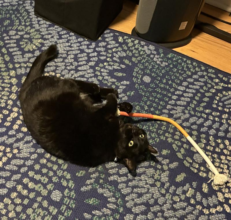 Lovin’ on her new chew rope