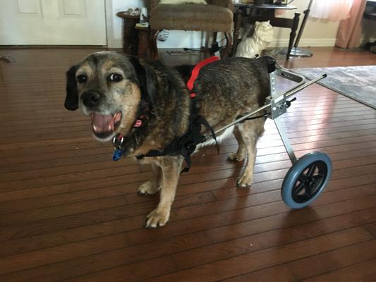 BEST FRIEND MOBILITY Elite Wheelchair, Medium Dog, 16-20" Tall - Chewy.com