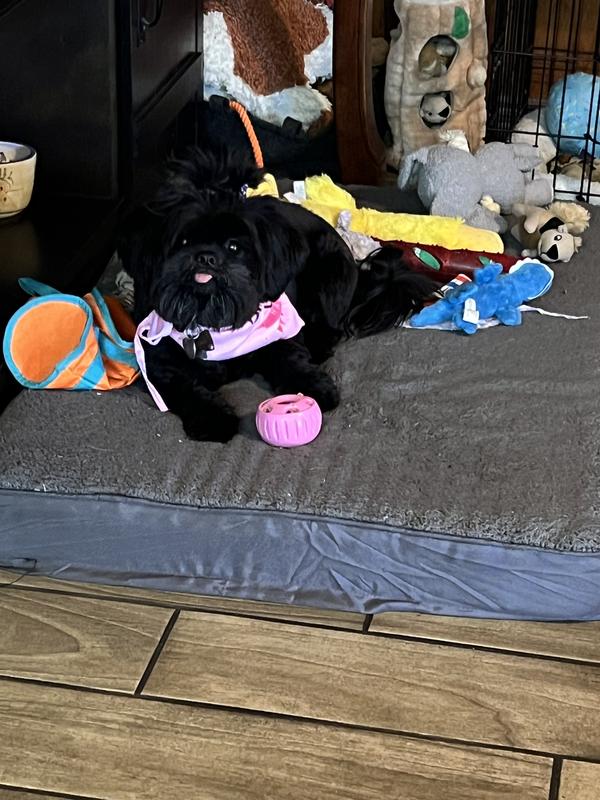 Pepper, my birthday girl with her Popsicle.