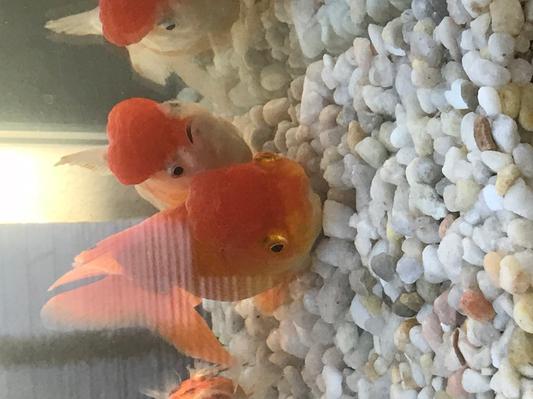 Hannibal and Hasdurbal the goldfish