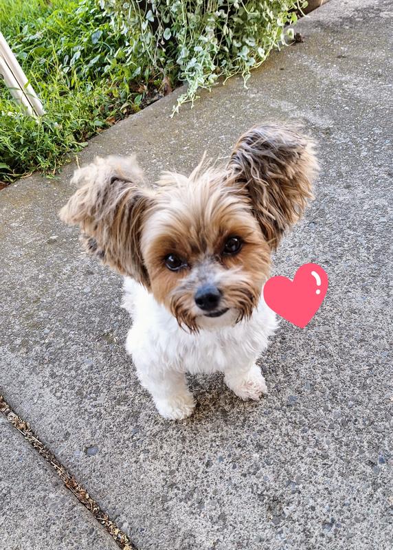 Pikachu loves his training treats!