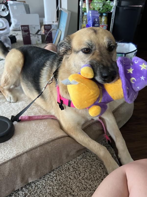 Trying to get her out for her walk