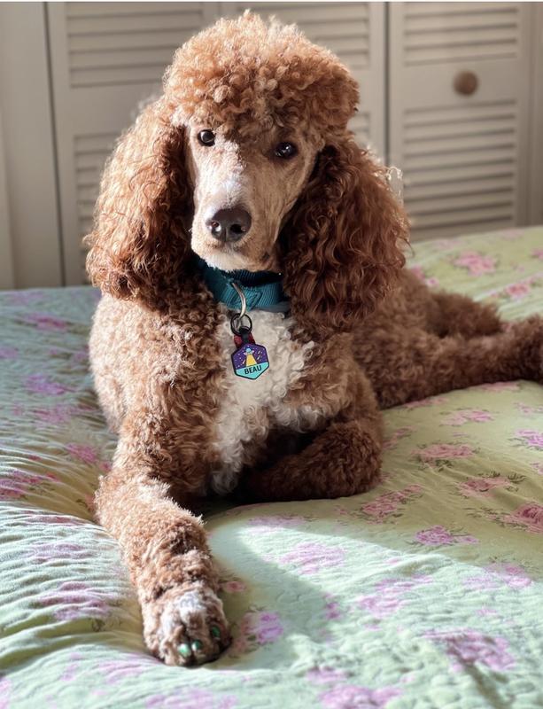 Beau looking Very Handsome!