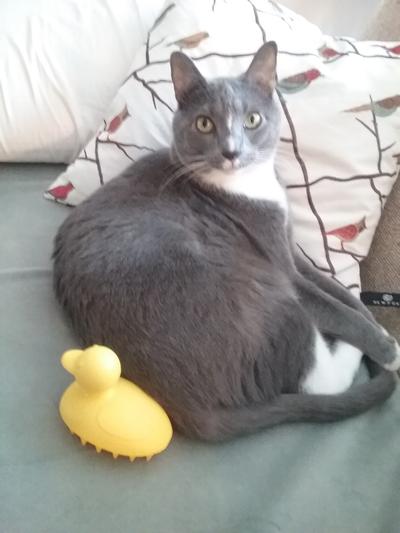 Ansel with Rubber Ducky Groomer