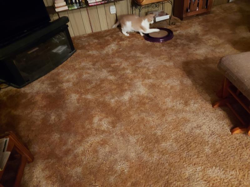 Discontinued BERGAN Star Chaser Turbo Scratcher Cat Toy, Color Varies