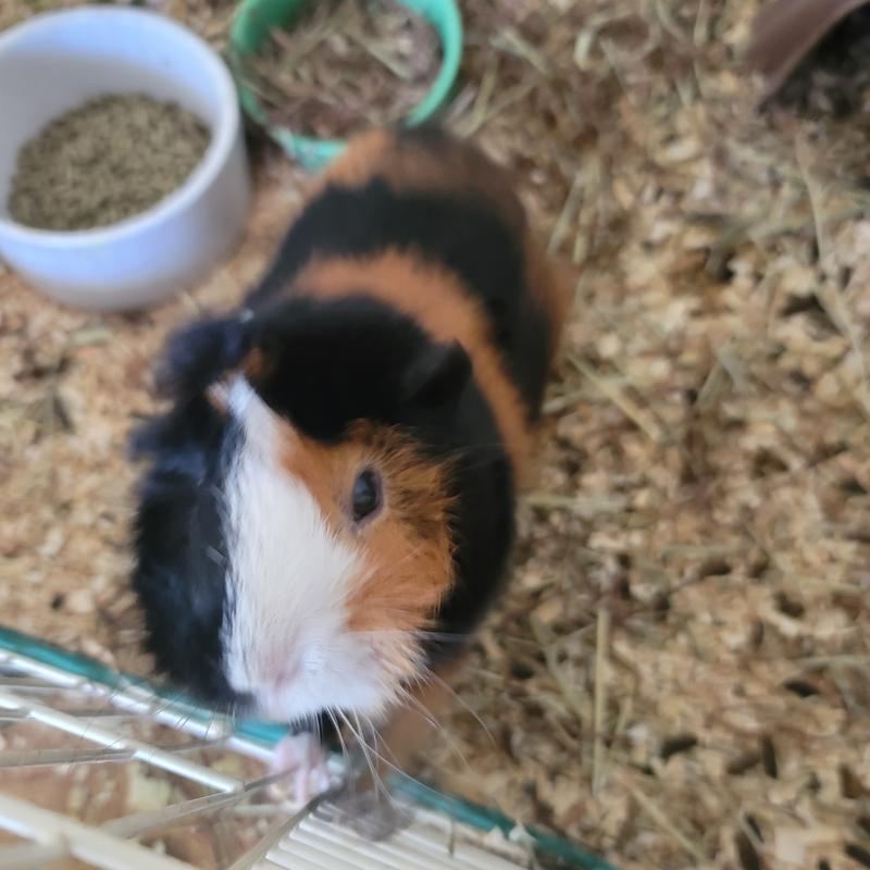 Reese's loving his food