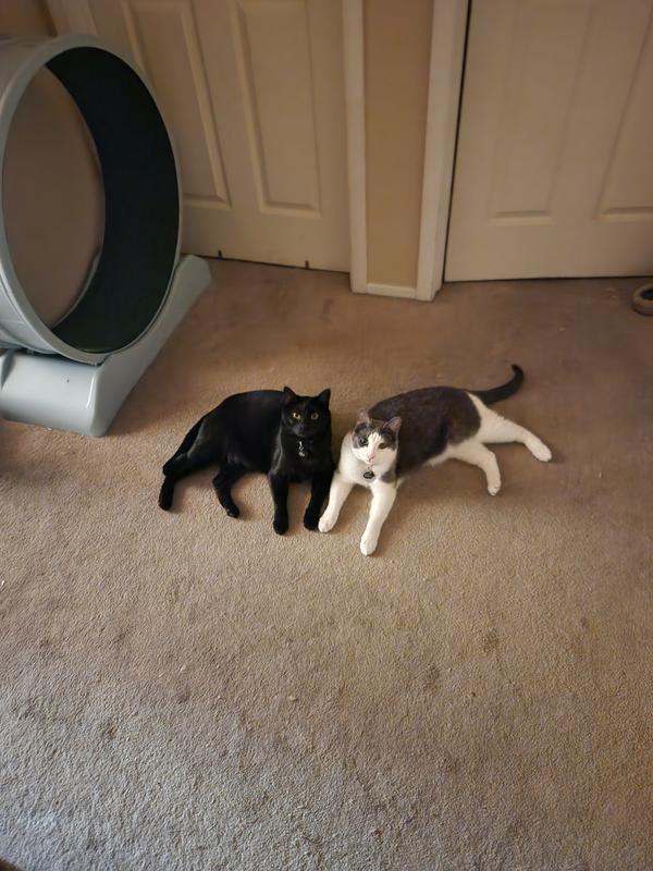 Mojo and Stanley chilling