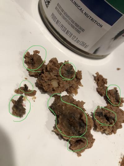 Rotten black food from a new can freshly opened.