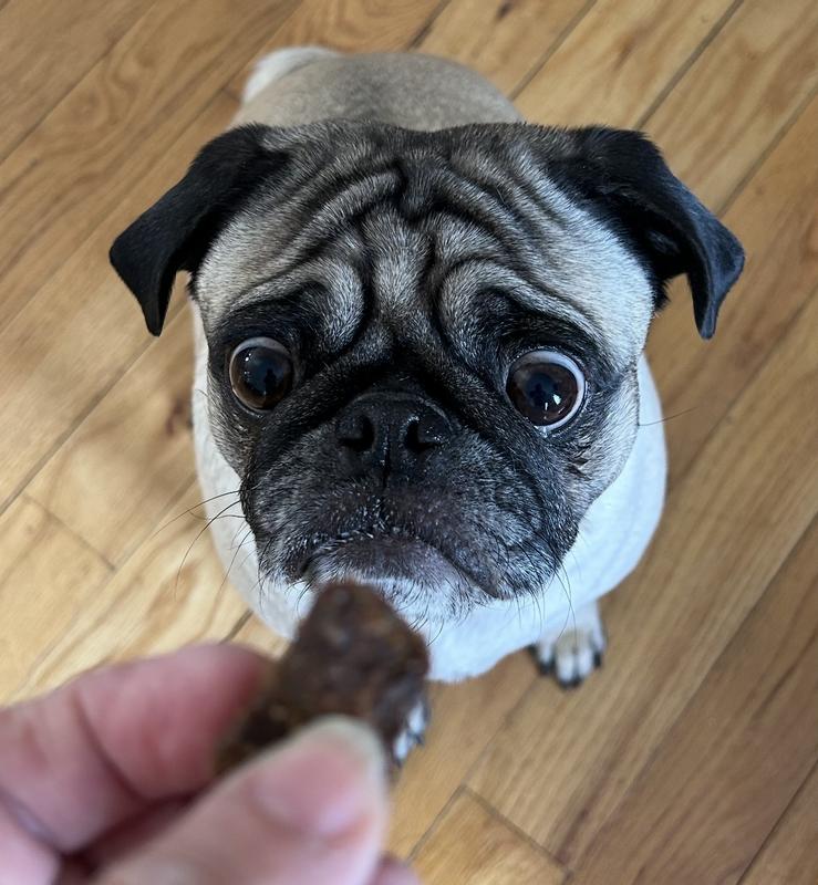 Pongo can’t take his eyes off the treat!