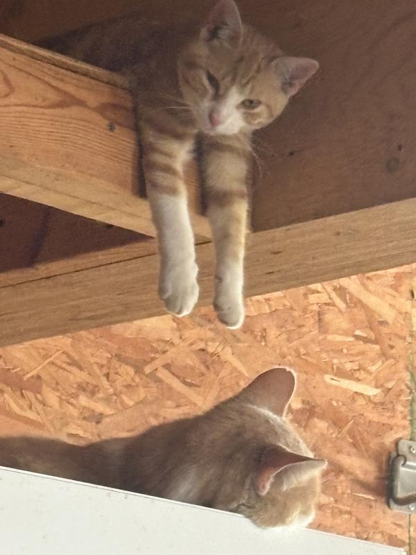 Garage kitties