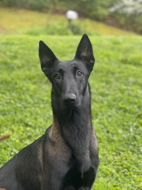 Atari, one year old Belgian Malinois.