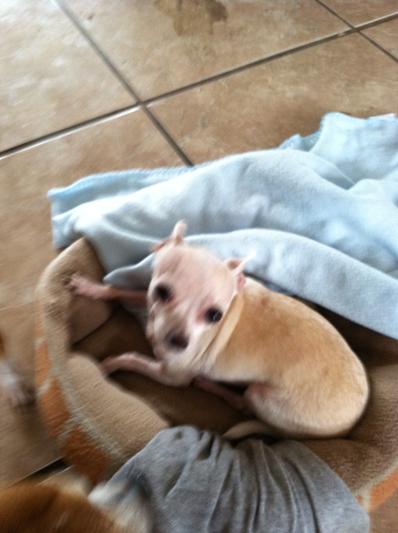 Hi!!! I'm Harley!!!