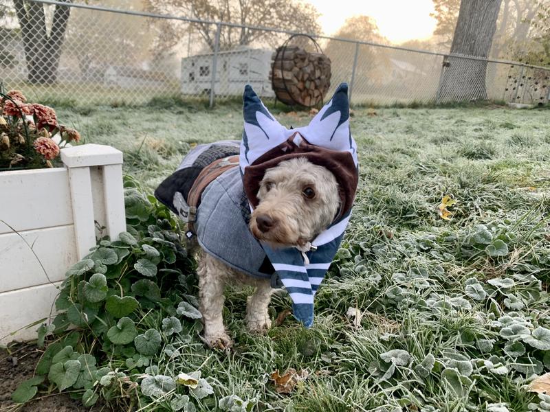 Temporarily Unavailable STAR WARS AHSOKA Dog & Cat Costume, XXXLarge