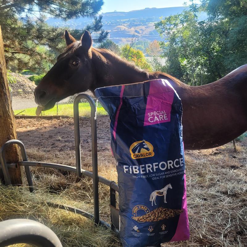 Our old horse peppy waiting to dig in