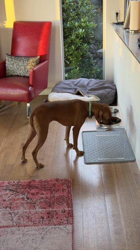 Cate the Great loves her PetPlate