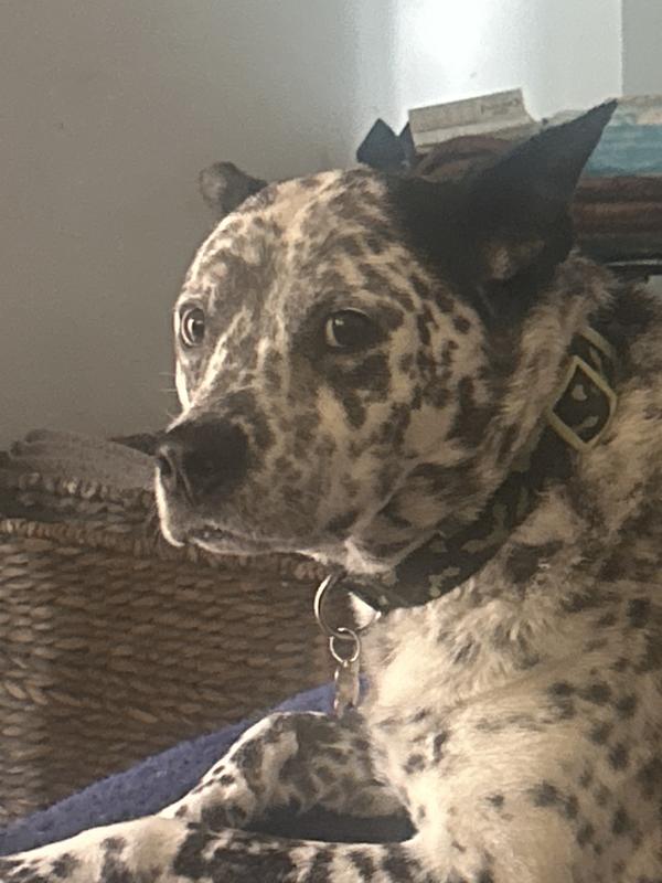 Waiting for next barkatunity