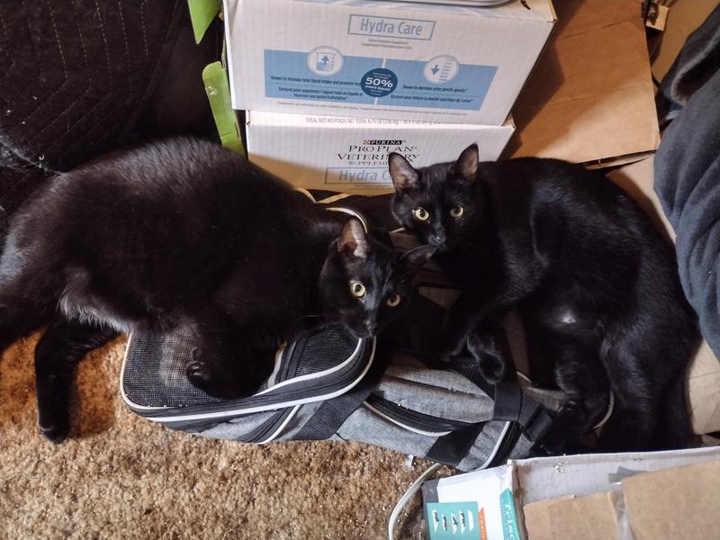 Shadow and Larry