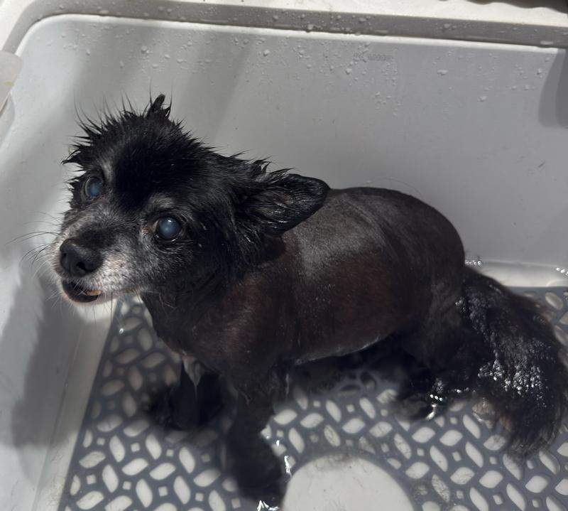 5 fleas in her after treatment