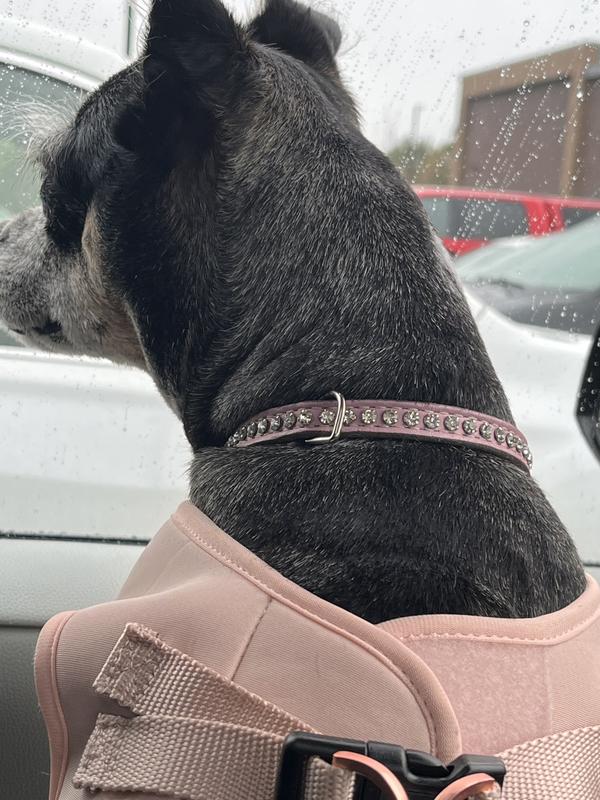 OMNIPET Signature Leather Crystal Dog Collar, Pink, 16in