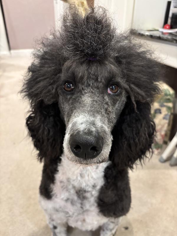 This was my first face trim with the #10 blade. I needed a #5 for the body. It didn’t come with one. In this photo, I hadn’t cut the body yet.