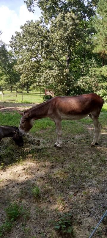 Donkeys having supper before their treats.
