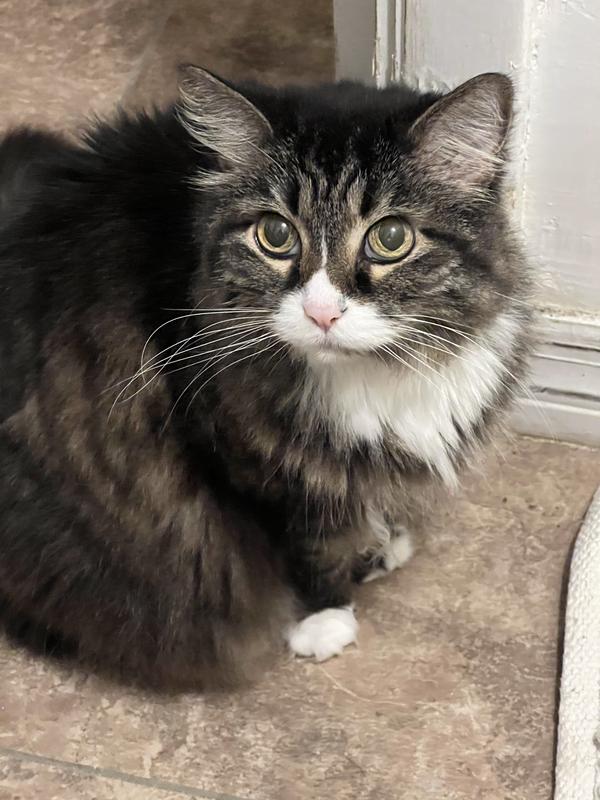 Healthy at 25 years old. Vet has the records and marvels at how healthy she is