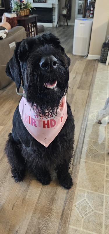 Leota is proud of her bday bandana!