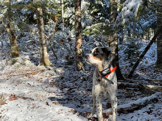 Piper enjoying early season snow