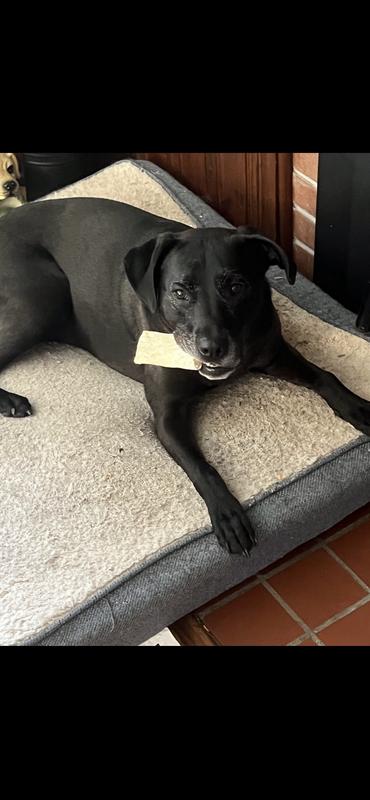 Luna loves her bones!