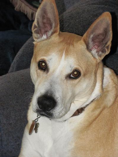 Darby the Carolina Dog