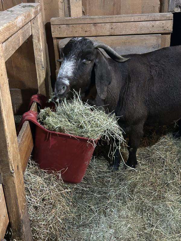 Pee Wee loves Teff Grass!