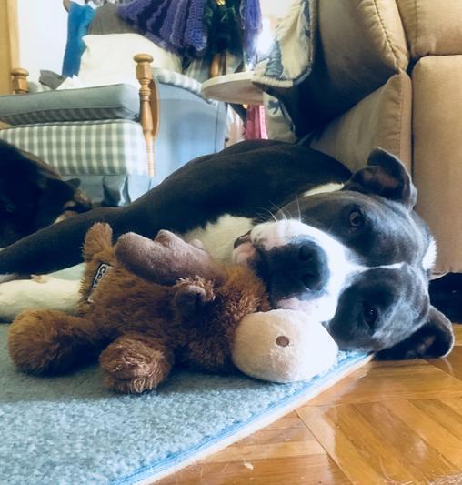 Mid-afternoon moose snuggles