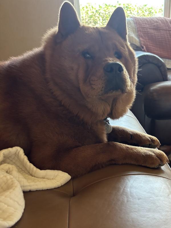 Nulo going on to the plate. Truman scarfing up the Nulo. Truman very satisfied, but is hoping for more. Happy dog.