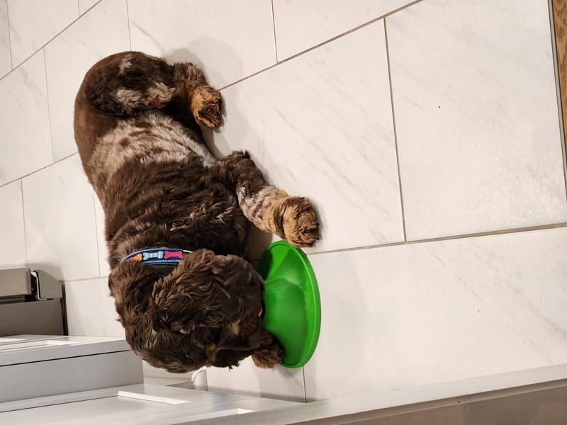 STASHIOS Soothing Saucer Calming Kit, 13.3oz box